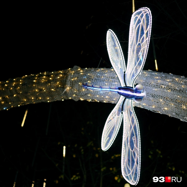 Посмотрите на стрекоз поближе, они очень красивые | Источник: Дарья Паращенко / 93.RU