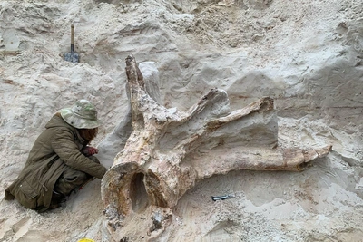 Древний пень из Ленобласти оказался грибом возрастом 385 млн лет