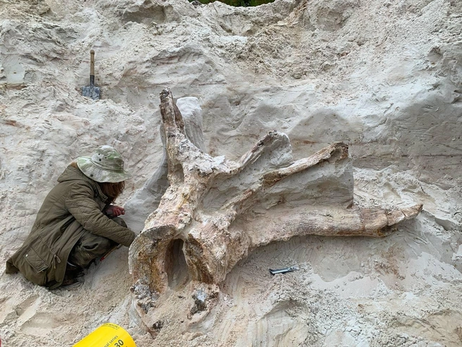 «Настоящий протопень, пень-прародитель». В Ленобласти нашли древнейший пень возрастом 385 млн лет | Источник: Телеграм-канал Антона Барашенкова