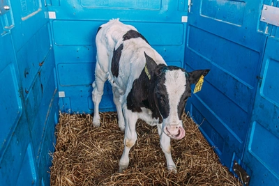 В Забайкалье выявили 63 случая перевозки скота без документов