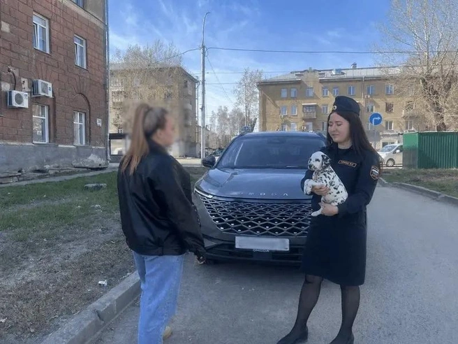 Судебный пристав договорилась о встрече с должником после того, как увидела его объявление о продаже щенков далматинца | Источник: ГУФССП России по Новосибирской области / «ВКонтакте»