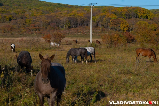 Источник: Елена Буйвол / VLADIVOSTOK1.RU
