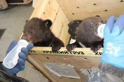 Двух гималайских медвежат привезут в Новосибирский зоопарк