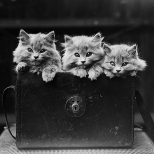 Кошки, изменившие мир: 8 удивительных историй