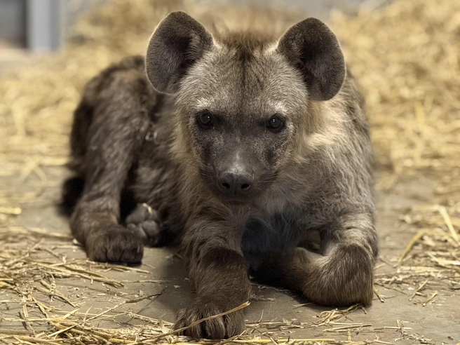 Одна из четырех пятнистых гиен | Источник: Пресс-служба Пермского зоопарка
