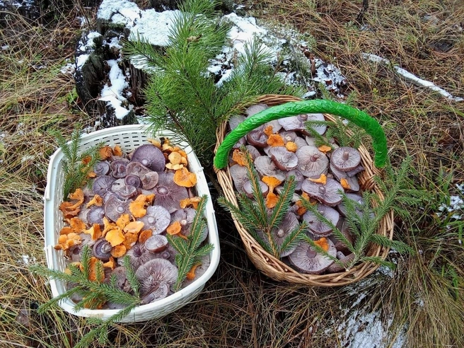 Из леса до сих пор можно вынести полные корзины грибов | Источник: Илья Богоматов / Грибы в Подмосковье 2025 / VK.com