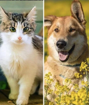 Котопёс недели: ласковая кошка Серафима и жизнерадостный пес Наян ждут встречи со своими людьми