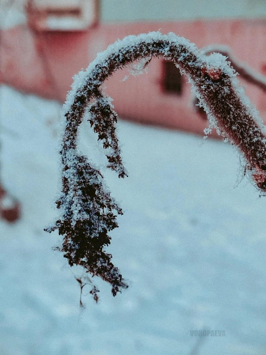 Каждая ворсинка на стебельке, кажется, продрогла | Источник: Юлия Воропаева