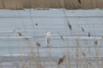 Краснокнижные цапли замечены в Омске