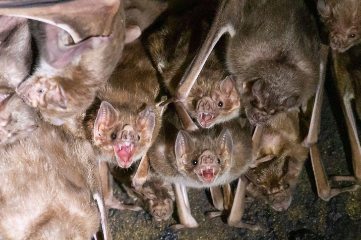 Ужас, летящий на крыльях ночи: 7 самых необычных летучих мышей