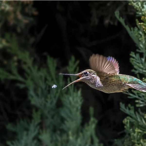 Финалист в номинации «Дикие животные» | Источник: Dr S S Suresh / 1839 Awards Photographer of the Year 2025