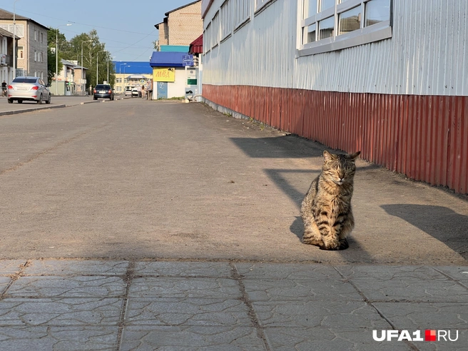 Бонус тому, кто дочитал до конца | Источник: Андрей Бирюков / UFA1.RU