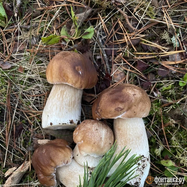 Источник: Алёна Ковкова