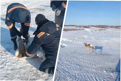 Спасатели вывезли косулю из города в Новосибирской области