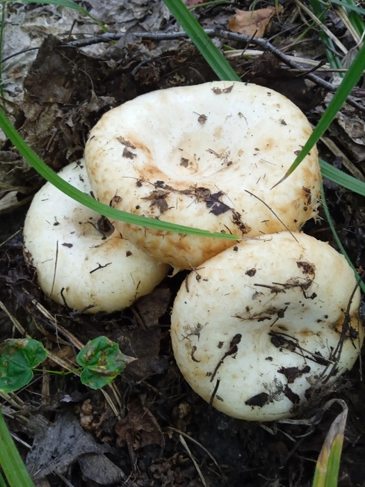 Источник: Ольга Миронова