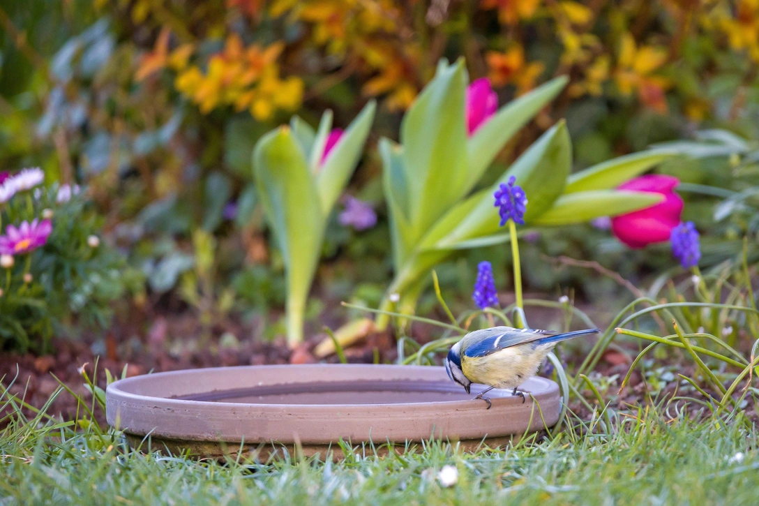 Как организовать на участке поилку для птиц (и куда поставить) | Источник: mschauer