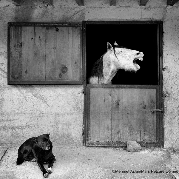 Источник: Mehmet Aslan / Mars Petcare Comedy Photo Awards