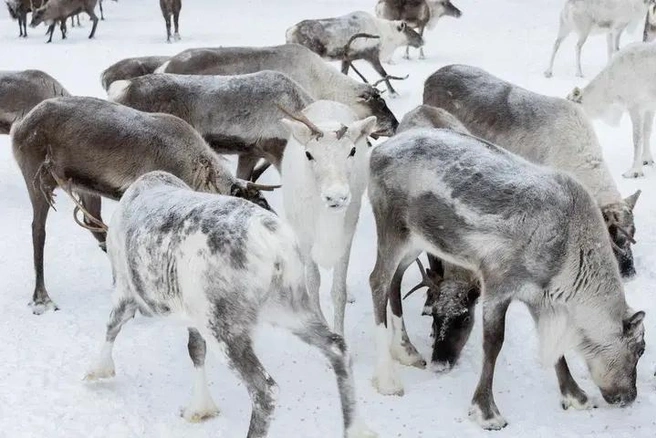 Стадо оленей | Источник: личный архив Антона Здановича
