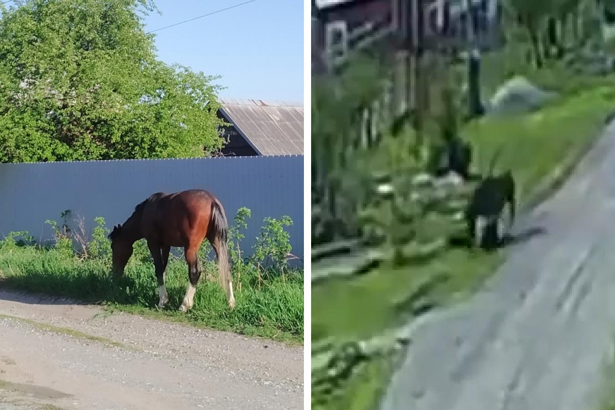 В Верхней Салде конь сбил с ног мужчину и стал забивать его копытами. 31  мая 2022 года - 31 мая 2022 - Е1.ру