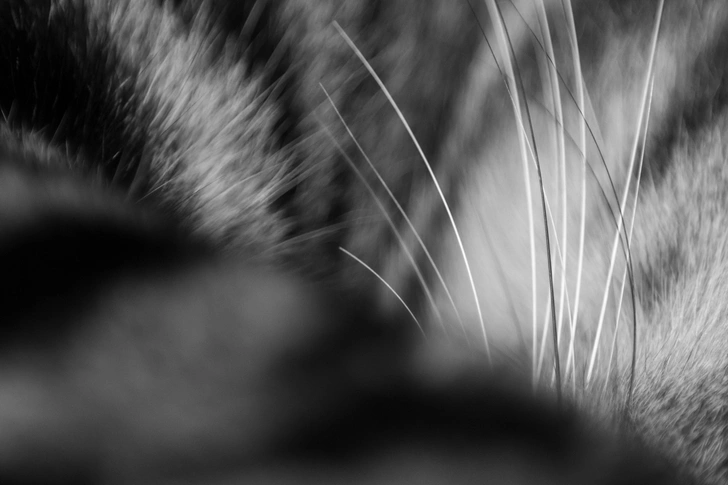 Источник: Joko Narimo/Shutterstock/Fotodom.ru