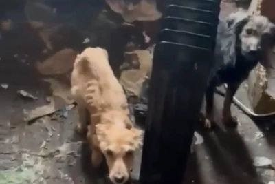 Под Волгоградом спасли от голода около тридцати собак