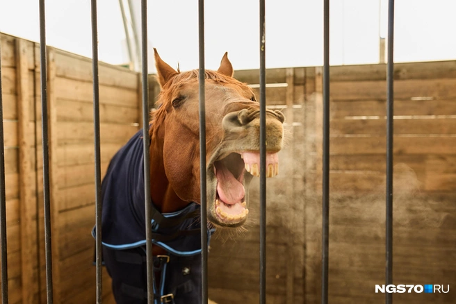 Лошадь&nbsp;— воплощение жизненной силы, решительности и настойчивости | Источник: Александр Ощепков / NGS.RU