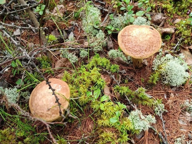 Кожица на шляпке к маслят тонкая в виде блестящей пленки, слизкой на ощупь | Источник: Дмитрий (lakazame) / Wikigrib.ru