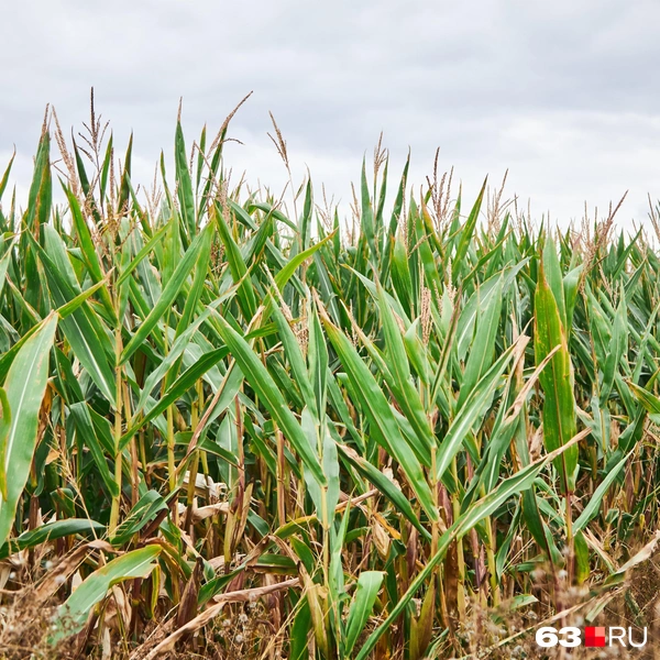 Источник: Роман Данилкин / 63.RU