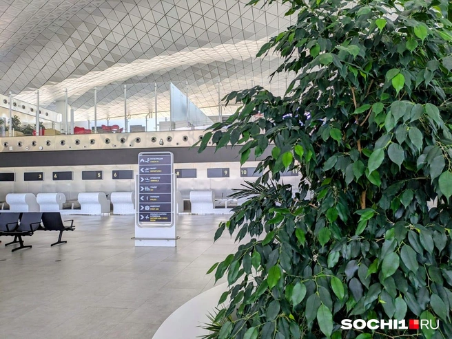 Зал светлый, повсюду зелень и пространство  | Источник: Оксана Витязь / SOCHI1.RU