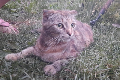 Abandoned Fold Cat Matilda Seeks New Home