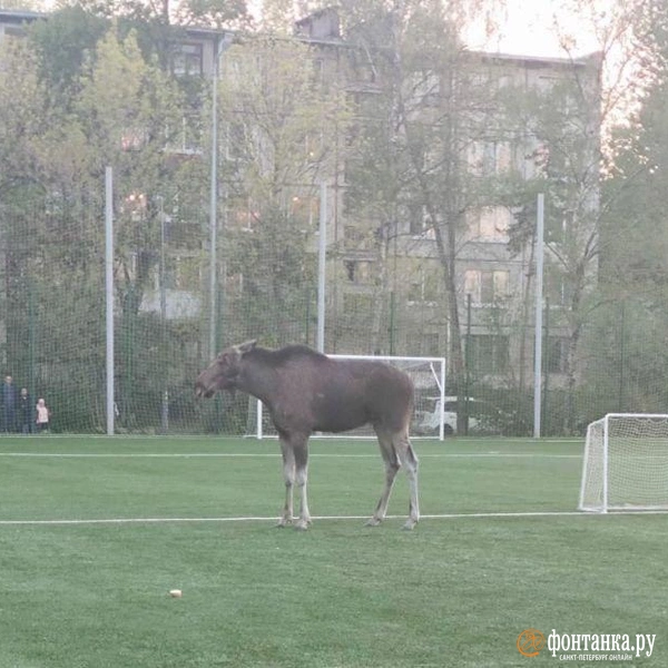 На футбольном поле в Московском районе Петербурга заметили лося со сломанными рогами | Источник: читатель «Фонтанки»