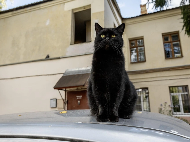 Кот внимательно следит за всем, что происходит во дворе | Источник: Александр Куренной / 76.RU