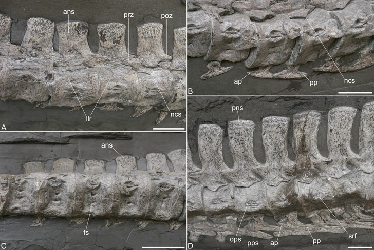 Шейные позвонки Plesionectes longicollum | Источник: S. Sachs &amp; D. Madzia, doi: 10.7717/peerj.19665/fig-3