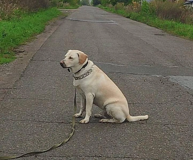 Собака сорвалась с поводка хозяина и укусила несовершеннолетнюю | Источник: www.city-n.ru