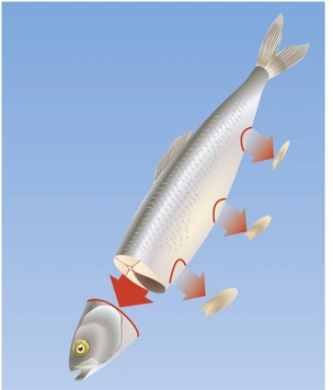 Как избавить селедку от костей: пошаговая инструкция в картинках