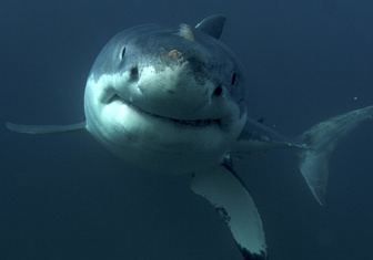Умные до ужаса: почему акулы — профессора убийства