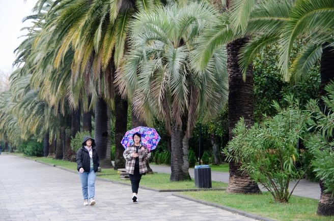 Зима в Абхазии — это сырость. Лучше вооружиться зонтом | Источник: Оксана Витяpь / SOCHI1.RU