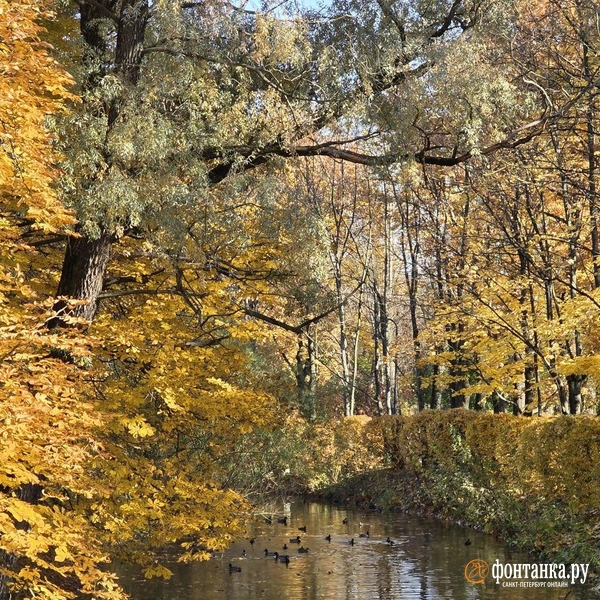 Источник: читательница «Фонтанки» Елена