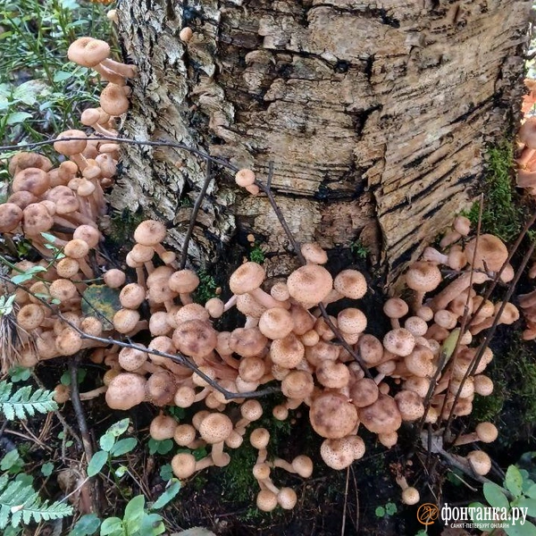 Источник: читатель «Фонтанки»