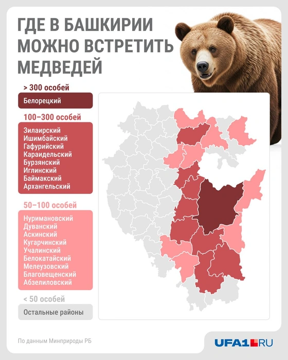 Медвежья карта Башкирии | Источник: Полина Авдошина/ Городские медиа