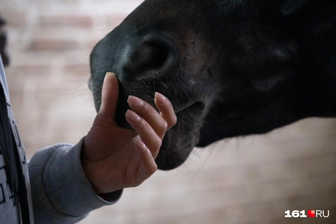 Источник: Евгений Вдовин / 161.RU