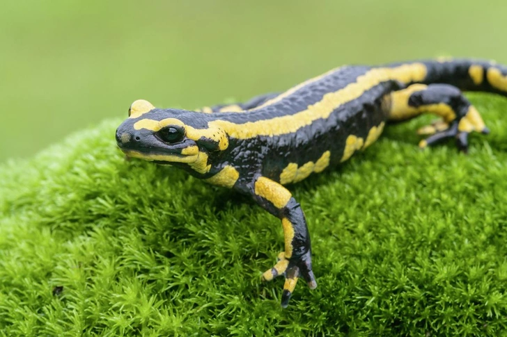 Реальная огненная саламандра имеет яркую окраску, напоминающую тлеющие в золе угли | Источник: gui00878 / iStock