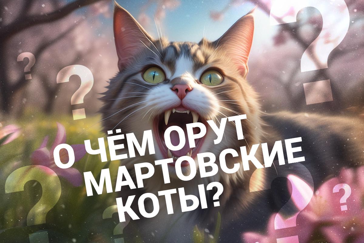 О чём орут мартовские коты в Кургане? - 1 марта 2024 - 45.ру