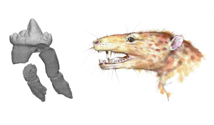 В Гренландии обнаружена древняя челюсть млекопитающего