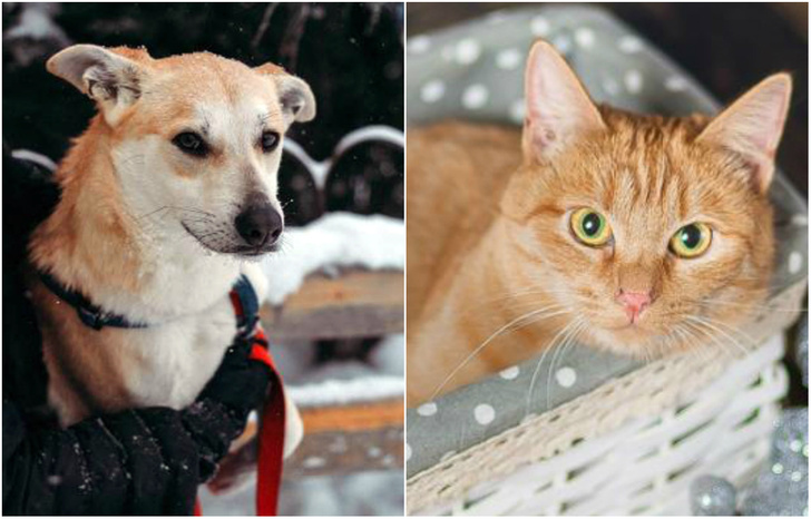Котопёс недели: пес Коржик и кошка Дайкири