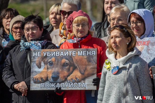 У всех участников митинга были значки, свидетельствующие о том, что они против убийства собак | Источник: Константин Завриков / V1.RU