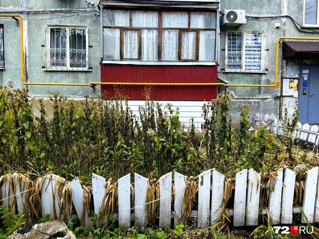 И правда, хорошо! Главное — зелено | Источник: Павел Красоткин / 72.RU