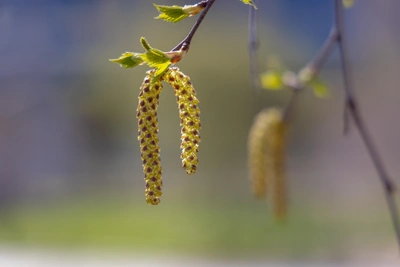 Тепло до +15 градусов вернется в Воронеж на следующей неделе