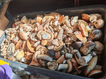 Эту корзину насобирали по дороге к Улётам | Источник: читатель «Чита.Ру»