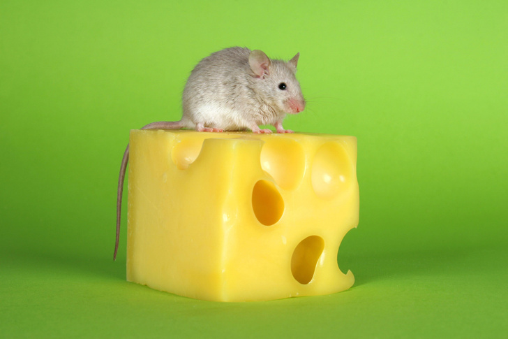 Какого цвета сыр в глазах мышей? Объясняет биолог